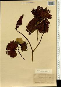 Glaucidium palmatum Sieb. & Zucc., Зарубежная Азия (ASIA) (Япония)