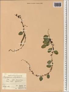 Pyrrosia piloselloides (L.) M. G. Price, Зарубежная Азия (ASIA) (Вьетнам)