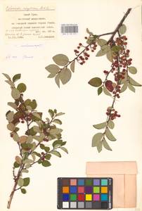 Кизильник рыхлоцветковый (J.Jacq.) Lindl., Восточная Европа, Восточный район (E10) (Россия)