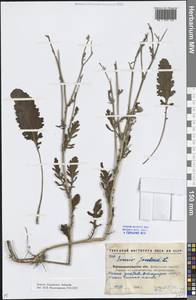 Якобея ферганская (Schischk.) B.Nord., Восточная Европа, Северо-Украинский район (E11) (Украина)