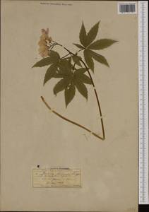 Cardamine pentaphyllos × kitaibelii, Западная Европа (EUR) (Швейцария)