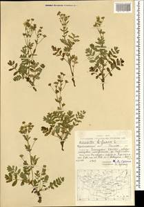 Лапчатка вильчатая (L.) Kurtto & T.Erikss., Монголия (MONG) (Монголия)