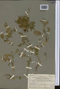 Vicatia coniifolia Wall. ex DC., Средняя Азия и Казахстан, Северный и Центральный Тянь-Шань (M4) (Казахстан)