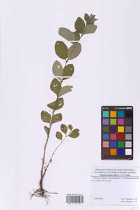 Снежноягодник белый (L.) K.Koch, Восточная Европа, Московская область и Москва (E4a) (Россия)