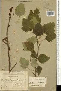 Populus × canescens (Aiton) Sm., Кавказ, Грузия (K4) (Грузия)