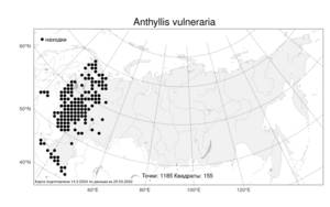 Anthyllis vulneraria, Язвенник обыкновенный L., Атлас флоры России (FLORUS) (Россия)