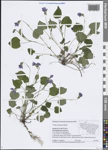 Фиалка Ривиниуса Rchb., Восточная Европа, Центральный район (E4) (Россия)