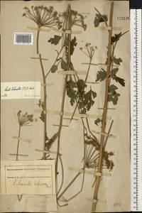 Жабрица порезниковая (L.) W. D. J. Koch, Восточная Европа, Южно-Украинский район (E12) (Украина)