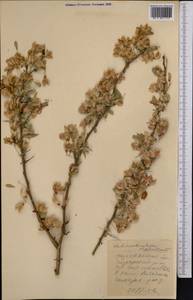 Caragana halodendron (Pall.) Dum.Cours., Средняя Азия и Казахстан, Прикаспийский Устюрт и Северное Приаралье (M8) (Казахстан)
