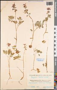 Хохлатка плотная (L.) Clairv., Восточная Европа, Северо-Украинский район (E11) (Украина)