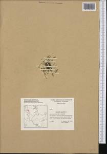 Лужница водяная L., Западная Европа (EUR) (Германия)