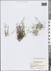 Минуарция весенняя, Сибирь, Центральная Сибирь (S3) (Россия)