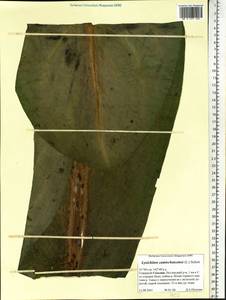 Временнокрыльник камчатский (L.) Schott, Сибирь, Дальний Восток (S6) (Россия)