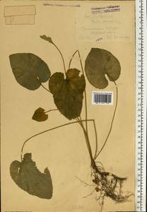 Фиалка удивительная L., Восточная Европа, Молдавия (E13a) (Молдавия)