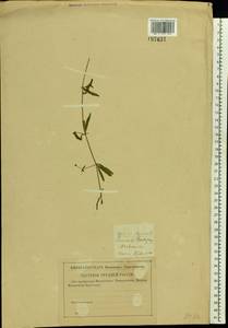 Подмаренник цепкий L., Восточная Европа, Западный район (E3) (Россия)