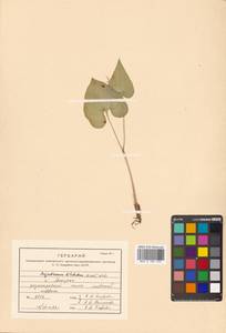 Майник широколистный (Alph.Wood) A.Nelson & J.F.Macbr., Сибирь, Дальний Восток (S6) (Россия)