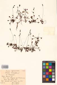 Росянка круглолистная L., Восточная Европа, Северный район (E1) (Россия)