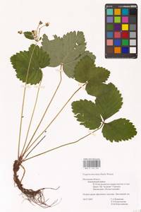 Земляника мускусная Duchesne, Восточная Европа, Северо-Западный район (E2) (Россия)