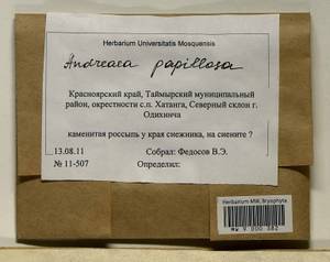 Andreaea rupestris var. papillosa (Lindb.) Podp., Гербарий мохообразных, Мхи - Красноярский край, Тыва и Хакасия (B17) (Россия)