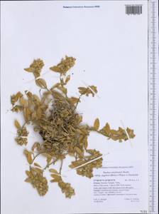 Stachys swainsonii Benth., Западная Европа (EUR) (Греция)