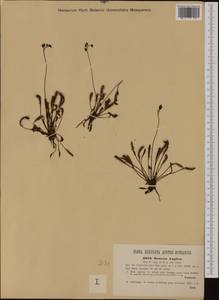 Drosera superrotundifolio-longifolia Gren., Западная Европа (EUR) (Словения)