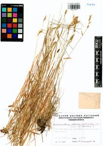 Anthoxanthum alpinum × odoratum, Сибирь, Прибайкалье и Забайкалье (S4) (Россия)