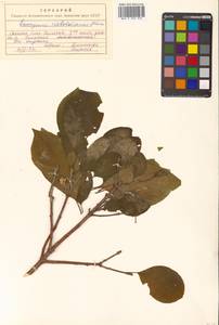 Бересклет Гамильтона Wall., Сибирь, Дальний Восток (S6) (Россия)