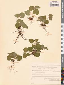 Фиалка Морица Tepl., Сибирь, Чукотка и Камчатка (S7) (Россия)