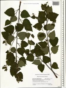 Betula pubescens var. litwinowii (Doluch.) Ashburner & McAll., Кавказ, Краснодарский край и Адыгея (K1a) (Россия)