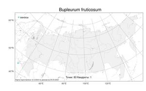 Bupleurum fruticosum, Володушка кустарниковая L., Атлас флоры России (FLORUS) (Россия)