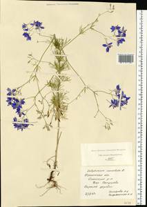 Delphinium consolida subsp. consolida, Восточная Европа, Центральный район (E4) (Россия)