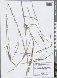 Пырейник фиолетовый (Hornem.) J.Feilberg, Сибирь, Центральная Сибирь (S3) (Россия)