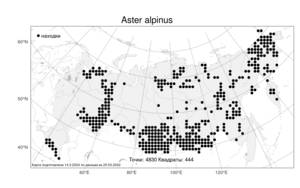 Aster alpinus, Астра альпийская L., Атлас флоры России (FLORUS) (Россия)