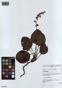 KUZ 001 831, Pyrola asarifolia subsp. incarnata (DC.) A. E. Murray, Сибирь, Алтай и Саяны (S2) (Россия)