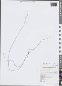 Мятлик урсульский Trin., Сибирь, Дальний Восток (S6) (Россия)