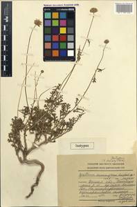 Richteria sussamyrensis (Lazkov) Sennikov, Средняя Азия и Казахстан, Западный Тянь-Шань и Каратау (M3) (Киргизия)