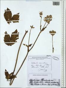 Astrantia major subsp. involucrata (W. D. J. Koch) Ces., Западная Европа (EUR)