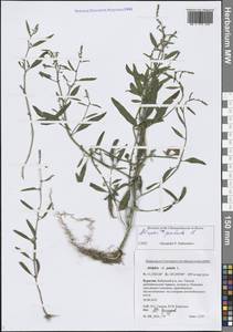 Лебеда раскидистая L., Сибирь, Прибайкалье и Забайкалье (S4) (Россия)