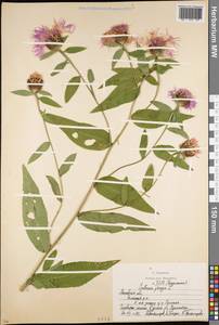 Василек фригийский L., Восточная Европа, Московская область и Москва (E4a) (Россия)