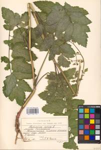 Пастернак посевной L., Восточная Европа, Московская область и Москва (E4a) (Россия)