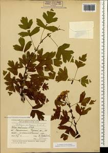Боярышник пятипестичный Waldst. & Kit. ex Willd., Кавказ, Северная Осетия, Ингушетия и Чечня (K1c) (Россия)