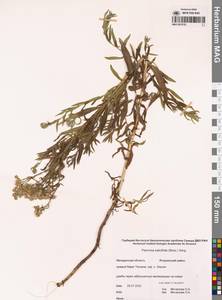 Achillea salicifolia subsp. salicifolia, Сибирь, Чукотка и Камчатка (S7) (Россия)