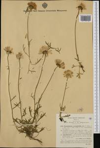 Leucanthemum coronopifolium subsp. ceratophylloides (All.) Vogt & Greuter, Западная Европа (EUR) (Италия)