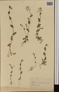 Noccaea perfoliata (L.) Al-Shehbaz, Западная Европа (EUR) (Неизвестно)