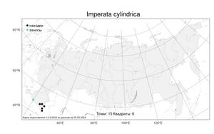Imperata cylindrica, Императа цилиндрическая (L.) Raeusch., Атлас флоры России (FLORUS) (Россия)