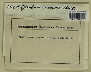 Polytrichum commune Hedw., Гербарий мохообразных, Мхи - Западная Европа (BEu) (Неизвестно)