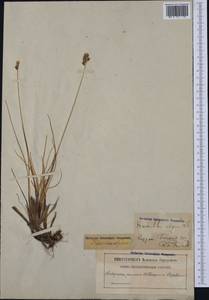 Anthoxanthum monticola (Bigelow) Veldkamp, Западная Европа (EUR) (Швеция)