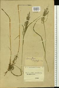 Вейник пурпурный (Trin.) Trin., Сибирь, Чукотка и Камчатка (S7) (Россия)