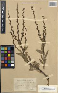 Verbascum infidelium Boiss. & Hausskn., Зарубежная Азия (ASIA) (Турция)