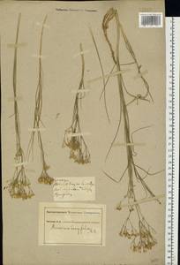 Пустынница длиннолистная (M. Bieb.) Fenzl, Восточная Европа, Южно-Украинский район (E12) (Украина)